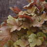 Heuchera x Dolce Toffee Tart Proven Winners Coral Bells