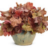 Heuchera x Dolce Toffee Tart Proven Winners Coral Bells