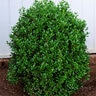 Buxus X NewGen Freedom Boxwood