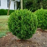 Buxus X NewGen Freedom Boxwood