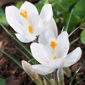 Crocus Bulb Vernus Joan of Arc Large Flowering Crocus