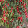 Ilex Verticillata Little Goblin Red Winterberry Holly