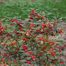 Ilex Verticillata Little Goblin Red Winterberry Holly
