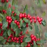 Ilex Verticillata Little Goblin Red Winterberry Holly