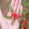 Ilex Verticillata Little Goblin Red Winterberry Holly