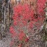 Ilex Verticillata Little Goblin Red Winterberry Holly