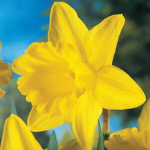 Narcissus Bulb Trumpet King Alfred Daffodil