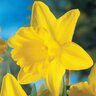 Narcissus Bulb Trumpet King Alfred Daffodil