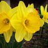 Narcissus Bulb Trumpet King Alfred Daffodil
