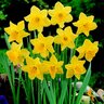 Narcissus Bulb Trumpet King Alfred Daffodil