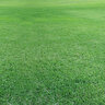 St. Augustine Sod Seville St. Augustinegrass (per sq. ft.)