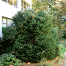 Picea Sitchensis Sitka Spruce
