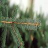 Picea Sitchensis Sitka Spruce
