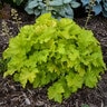 Heuchera X Villosa Twist of Lime Coral Bells