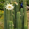 Echinopsis Pachanoi San Pedro Cactus