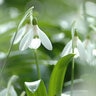 Galanthus Bulb Woronowii Green Snowdrops

