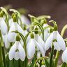 Galanthus Bulb Woronowii Green Snowdrops
