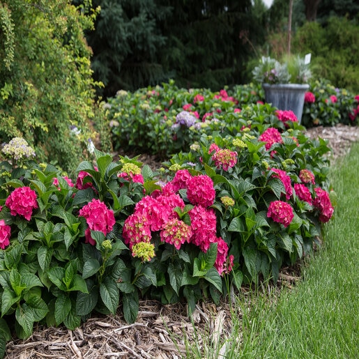 Hydrangea Macrophylla Summer Crush Endless Summer Big Leaf Hydrangea ...