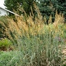 Sorghastrum Nutans Sioux Blue Indian Grass 1 gal. Container