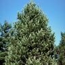 Pinus Cembra Swiss Stone Pine