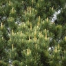 Pinus Cembra Swiss Stone Pine