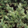 Pinus Cembra Swiss Stone Pine