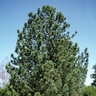 Pinus Cembra Swiss Stone Pine