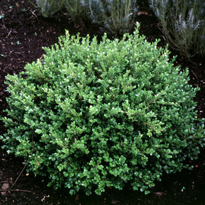 Buxus Microphylla Faulkner Boxwood