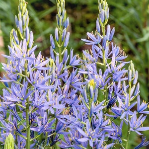 Camassia Bulb Leichtlinii Caerulea Camas