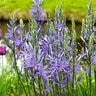 Camassia Bulb Leichtlinii Caerulea Camas