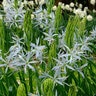 Camassia Bulb Leichtlinii Caerulea Camas