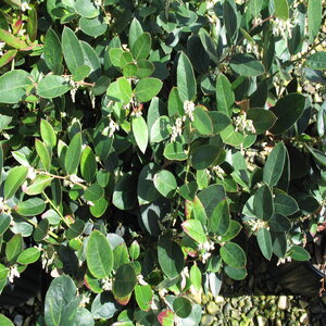 Leucothoe Axillaris Margie Jenkins Coastal Doghobble 3 gal. Container