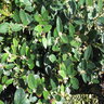 Leucothoe Axillaris Margie Jenkins Coastal Doghobble 3 gal. Container