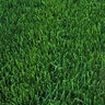 Fescue Sod GM Pro Tall Fescue (per sq. ft.)