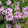 Crown Vetch Seed (lb.)