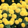Tagetes Erecta Inca II Marigold