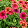 Echinacea X Sombrero Tres Amigos Coneflower