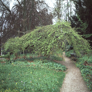 Fagus Sylvatica Tortuosa Contorted European Beech 2.5 in. Caliper Ball and Burlap