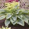 Hosta X Shadowland Wu-La-La Plantain Lily