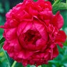 Paeonia X Henry Bockstoce Peony