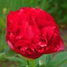Paeonia X Henry Bockstoce Peony