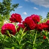 Paeonia X Henry Bockstoce Peony 3 gal. Container