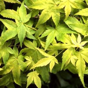 Acer Palmatum Shidava Gold Japanese Maple