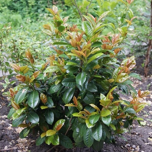 Prunus Laurocerasus Volcano English Laurel