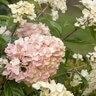 Hydrangea Paniculata Strawberry Shake Panicle Hydrangea Premium 5 gal. Container