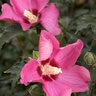 Hibiscus Syriacus Chateau De Chambord Rose of Sharon