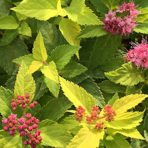 Spiraea Japonica Lil' Sizzle Spirea
