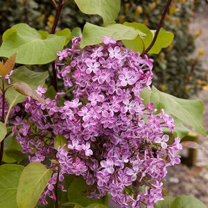 Syringa X Old Glory Lilac