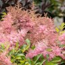 Astilbe X Arendsii Wonderful Day Astilbe