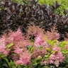Astilbe X Arendsii Wonderful Day Astilbe
